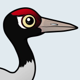 Black-necked Crane