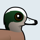 American Wigeon