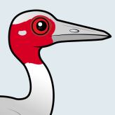 Sarus Crane