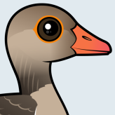 Graylag Goose