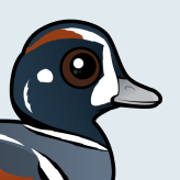 Harlequin Duck