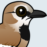 Iranian Ground-Jay