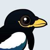 Yellow-billed Magpie