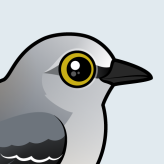 Northern Mockingbird