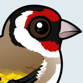 European Goldfinch