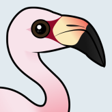 Andean Flamingo