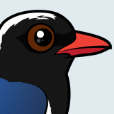 Red-billed Blue-Magpie