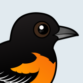 Baltimore Oriole