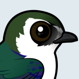 Violet-green Swallow