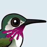Calliope Hummingbird