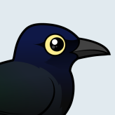 Great-tailed Grackle