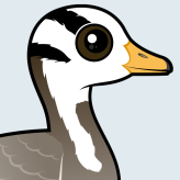 Bar-headed Goose