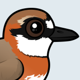 Siberian Sand-Plover
