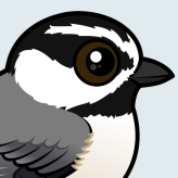 Mountain Chickadee