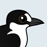 Sooty Tern