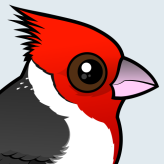 Red-crested Cardinal