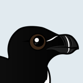 Razorbill