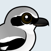 Northern Shrike
