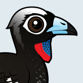 Black-fronted Piping Guan