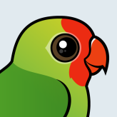 Red-headed Lovebird