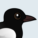 White-winged Tern