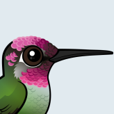 Anna's Hummingbird