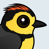 Collared Redstart