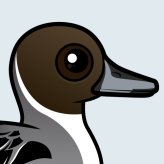 Northern Pintail