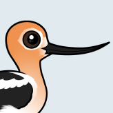 American Avocet