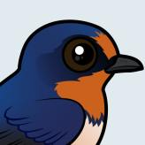 Barn Swallow