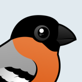 Eurasian Bullfinch