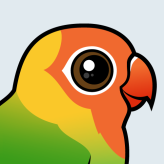 Lilian's Lovebird