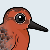 Red Knot