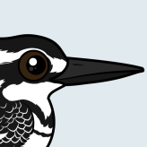 Pied Kingfisher