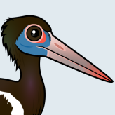 Abdim's Stork
