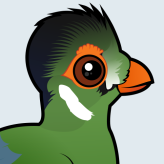 White-cheeked Turaco
