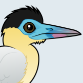 Capped Heron
