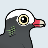 White-crowned Pigeon