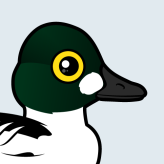 Common Goldeneye