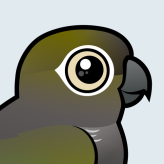 Burrowing Parakeet