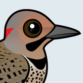 Northern Flicker
