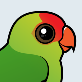 Black-winged Lovebird