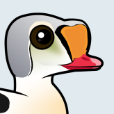 King Eider
