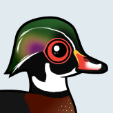 Wood Duck