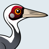 White-naped Crane