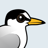 Little Tern