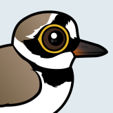 Little Ringed Plover