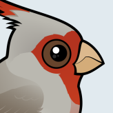 Pyrrhuloxia