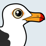 Pacific Gull