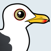 Western Gull
